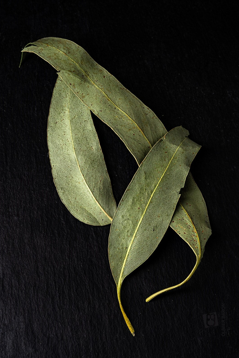 Eucalyptus (feuilles)