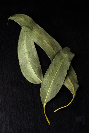EUCALYPTUS BIO feuilles - Eucalyptus globulus