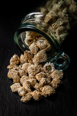 CAMOMILLE ROMAINE capitules, fleurs - Chamaemelum nobile